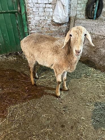 продаю щенков немецкой овчарки: Продаю | Овца (самка) | Арашан | Для разведения | Ягнившаяся — 5