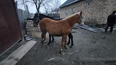 акита собака: Продаю | Жеребенок | Полукровка | Для разведения — 6