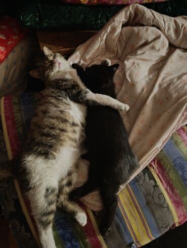 шотландские вислоухие котята в бишкеке: Беспородная, 5 месяцев, Девочка, Белый, Кастрирована, Приучена к лотку, Проглистована — 10