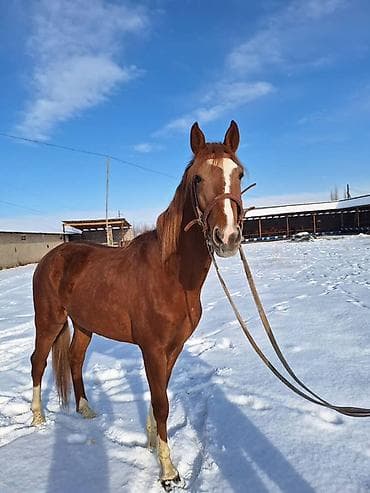 Продаю | Жеребец | Конный спорт | Племенные