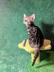 мейн кун бишкек 😺 питомник lyubushka 🐈 купить котенка 🐾 цена фото: Бенгальская, 1 месяц, Мальчик, Приучена к лотку, Проглистована, С документами — 40