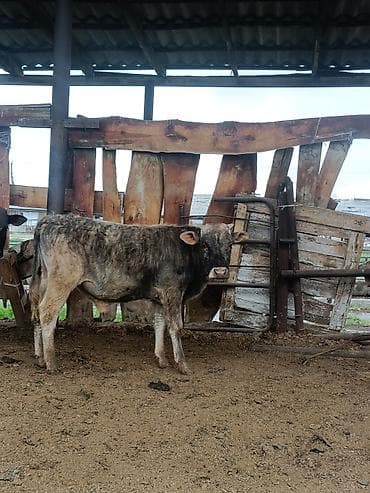 мальки рыб: Продаю | Музоо, торпок | На откорм — 1