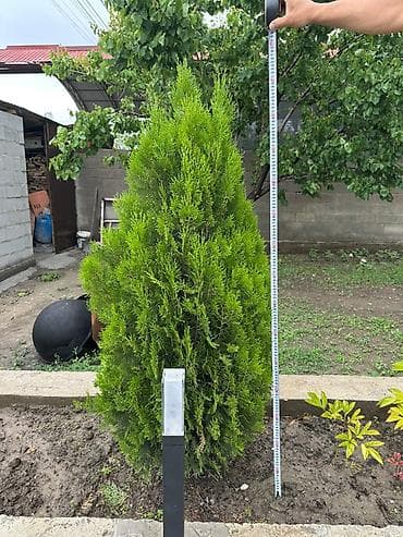 туя смарагд цена: Туи западные (вероятно сорт Смарагд) для озеленения участка. - Форма — 2