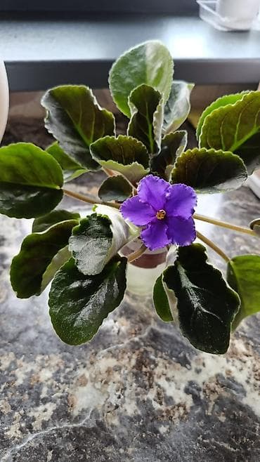 Үй жана бакча: Сортовые фиалки С цветочками по 300с Без цветочков 250с Детки по 150с — 6