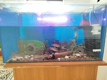 песок для аквариума: Аквариумный комплект с рыбами хромисы 17 ши подростки от 4 до 11 см - — 2