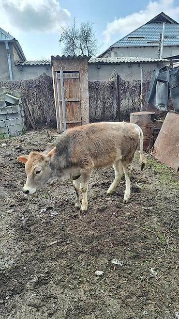 телка голштин: Продаю | Тёлка | На откорм | Привязанные — 10