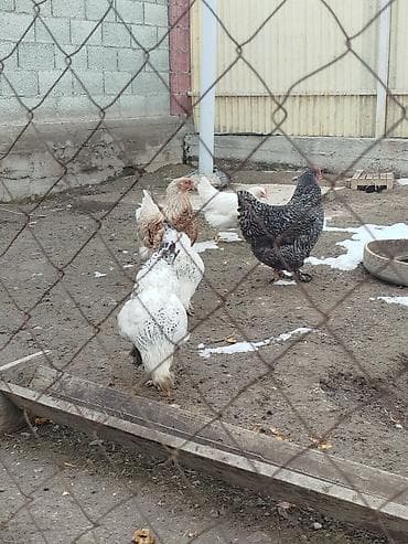 все для животных: Дамашный тооктор сатылат 5 тоок 1 короз бар активный алмашу жолдору — 4