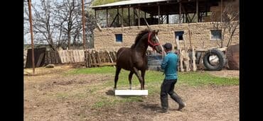 где можно купить молодых кур несушек: Продаю | Жеребенок | Английская | Конный спорт | Племенные — 5