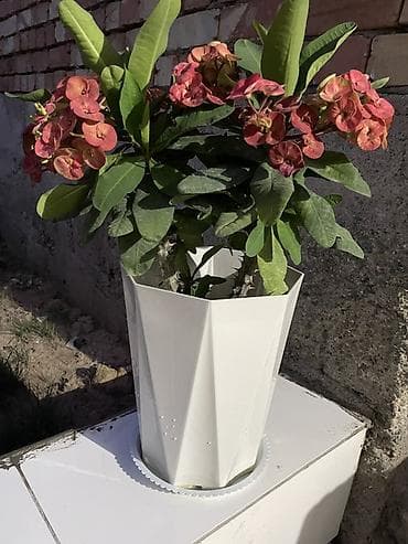 aloe vera: Замиокулькас с высотой примерно 100 см или даже чуть больше. Цена — 4