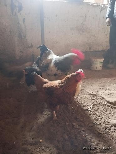 продаю куры: Продаю | Куры, Петух | Домашняя | Для разведения — 3