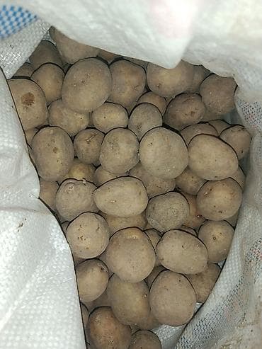 семена кукурузы майами: Картошка Пикассо, Оптом — 2