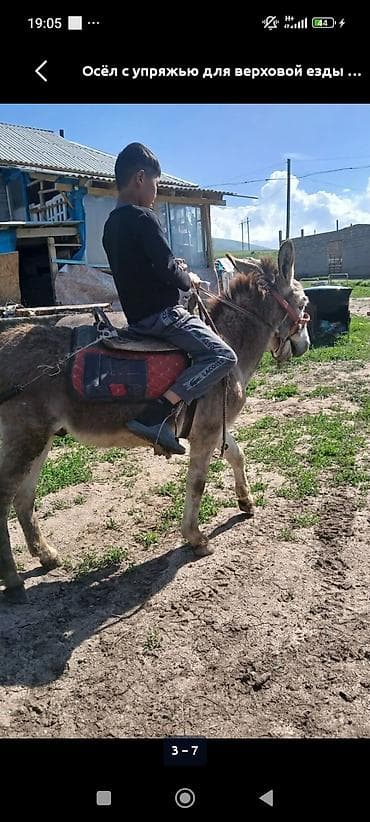 эшек жаныбар: Осёл с полной упряжью для верховой езды. Комплектация: - седло с — 3