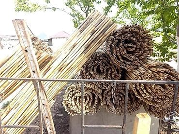 коты бишкек: Башка жаныбарлар — 7