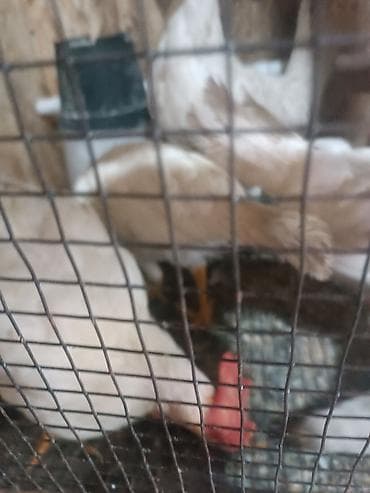 циплята несушки: Продаю | Куры | Леггорн | Для разведения — 2