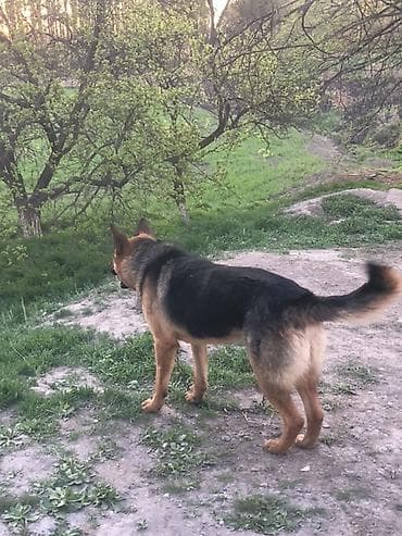 собаки для охраны: Немецкая овчарка, 2 года, Самец — 3