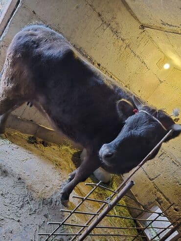 продам охотничью собаку: Продаю | Корова (самка) | Полукровка, Алатауская | На откорм, Для разведения, Для молока | Привязанные — 1