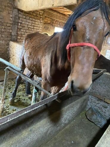 корм форели: Продаю | Жеребенок, Жеребец, Кобыла (самка) | Полукровка | Для разведения, На забой, Рабочий — 4