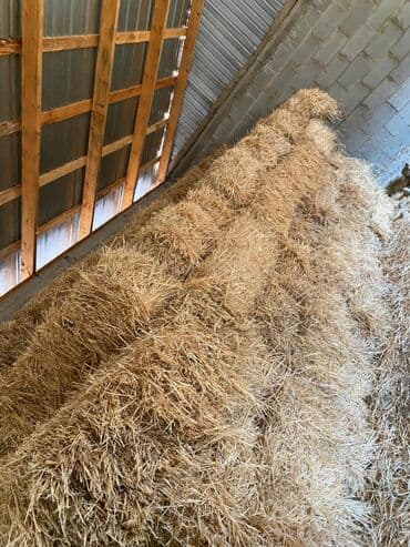 скупка кукуруз: Сено и солома в тюках беде арпа саман сатылат Сокулук Кун Туу тюк — 3