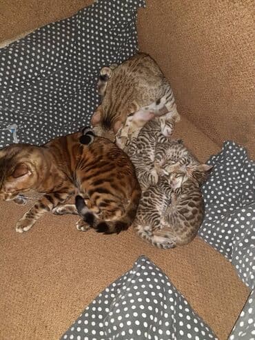 рыжий котенок купить: Бенгальская, 1 месяц, Мальчик, Приучена к лотку — 6