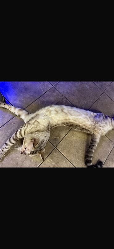 бингальская кошка: Бенгальская, 1 год, Мальчик, Приучена к лотку, Проглистована, С прививками — 7