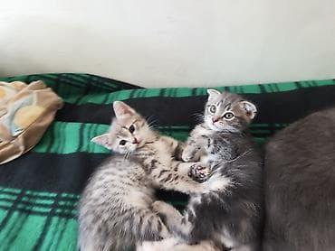 продаю кукруза: 🐾 Пушистое счастье ищет дом! 🏡 потрясающая девочка ушки стоячие — 10