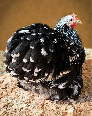 хатико собака: Продаются цыплата Карликовых Декоративных кур КохинХины • Белые • — 1