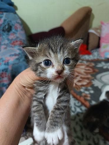 животные кошка: Котята вместе с мамами, 2 кошки молодые и 8 котят. - Помёт — 8