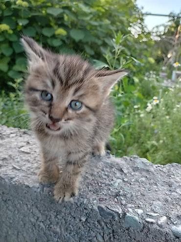 где можно взять собаку бесплатно: Кошка даром: Беспородная, 2 месяца, Девочка, Приучена к лотку — 4
