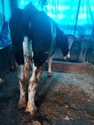 добрый карова: Продаю | Корова (самка) | Голштин | Для разведения, Для молока — 3