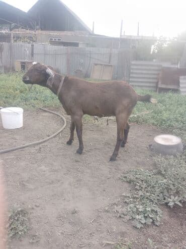 коза дойная: Сатам | Эчки (ургаачы) | Битал | Көбөйтүү үчүн, Сүт алуу үчүн — 2