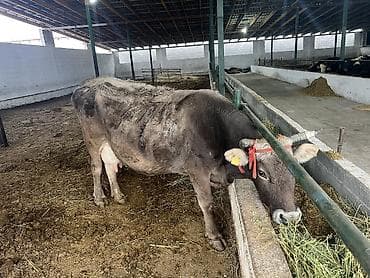 клевер красная речка: Продаю | Корова (самка) | Для разведения, Для молока — 5