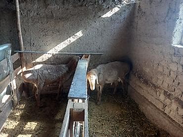 1 верблюд сколько стоит: Продаю | Баран (самец) | Полукровка, Арашан — 4