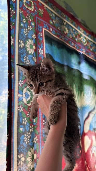 cat sofa: 3 месяца, Девочка, Приучена к лотку — 1