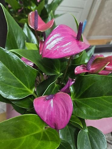 малиновое: Антуриум Андре — комнатное цветущее растение с глянцевыми — 2