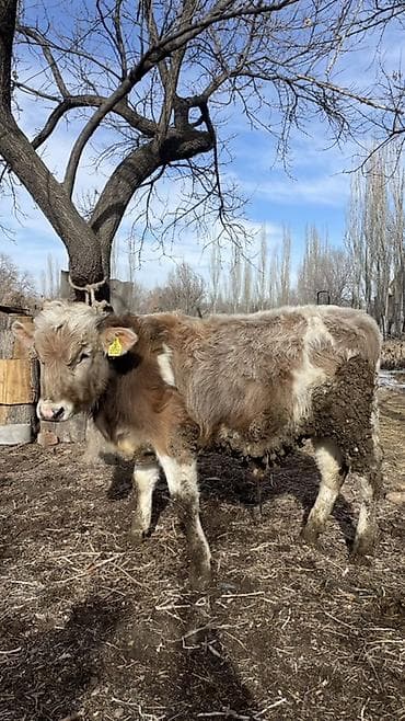 Үй жаныбарлары: Сатам | Бука (эркек) | Бордоп семиртүү үчүн | Байланган — 1