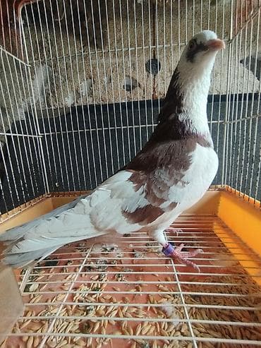 сколько стоят перепёлки: Продаю породистого бакинского голубя (самец). Птица крепкого — 1