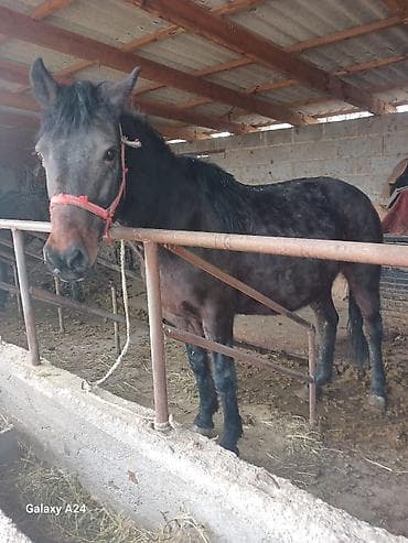 отдам животных в хорошие руки: Продаю | Кобыла (самка) | Рабочий — 2