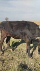 гидропонный зеленый корм цена: Продаю | Тёлка | Для разведения, Для молока | Стельные — 9