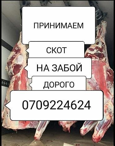 Колбаса цехи, Жеке жак : Уйлар, букалар, Жылкылар, аттар, Башка а/ч жаныбарлары, | Союуга, этке, Борго байлап семиртилген, Өзү алып кетүү