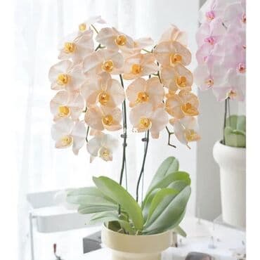инструмент для огорода: Орхидеи фаленопсис — коллекционные сорта с эффектной окраской цветов — 11