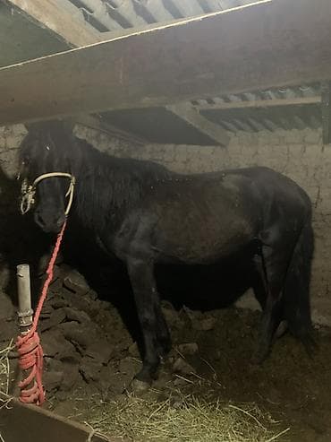 отель для собак: Продаю | Кобыла (самка) | Для разведения | Мерин — 1