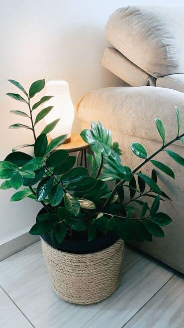 опора для растений: Продам красивый замиокулькас — стильное и долговечное комнатное — 1