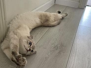 d cat: Скотиш Фолд (Шотландская вислоухая), 1 год, Девочка, Белый, Приучена к лотку, Проглистована, С прививками — 1