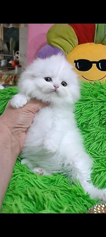 лысые котята: Персидская, 2 месяца, Девочка, Белый, Приучена к лотку — 1