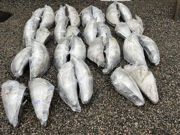 квадроцикл цена бу бишкек: Комплект передних фар Honda 2004 г., Б/у, Оригинал, Япония — 2