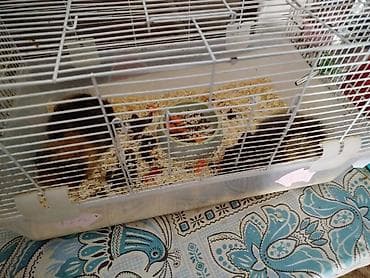 морской: СРОЧНО продам морских свинок вместе с клеткой! морские свинки — 1