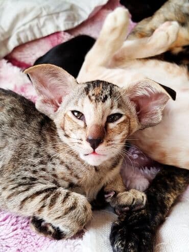 шотландская золотая шиншилла цена: Ориентальная, 2 месяца, Девочка, Черепаховый — 21