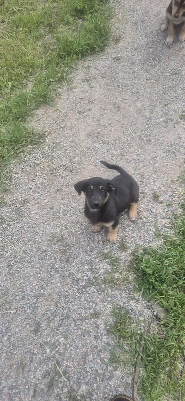 доберман фото щенки цена: Щенки метисы (похожие на овчаристых) — окрас черный с подпалом — 3