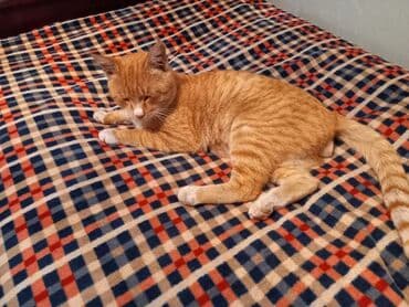 золотой ретривер купить: Кошка даром: Беспородная, 1 год, Мальчик, Приучена к лотку, Проглистована — 4