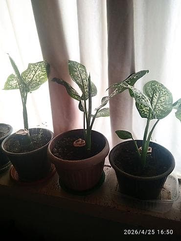 Диффенбахтар: Продаю диффенбахию 350 сом, находится в Новопавловке. - — 1